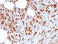 IHC testing of FFPE human pancreas stained with MDM2 antibody. Required HIER: boiling tissue sections in 10mM citrate buffer, pH6, for 10-20 min followed by cooling at RT for 20 min.