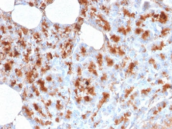 IHC testing of FFPE human pancreas stained with MDM2 antibody. Required HIER: boiling tissue sections in 10mM citrate buffer, pH6, for 10-20 min followed by cooling at RT for 20 min.