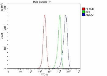 Flow Cytometry analysis of Hela cells using anti-ANXA2 antibody. Overlay histogram showing Hela cells stained with (Blue line). The cells were fixed with 4% paraformaldehyde and blocked with 10% normal goat serum. And then incubated with rabbit anti-ANXA2 antibody (1 ug/million cells) for 30 min at 20oC. DyLight 488 conjugated goat anti-rabbit IgG (5-10 ug/million cells) was used as secondary antibody for 30 min at 20oC.
