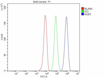 Flow Cytometry analysis of HepG2 cells using anti-NGEF antibody. Overlay histogram showing HepG2 cells stained with (Blue line). The cells were fixed with 4% paraformaldehyde and blocked with 10% normal goat serum. And then incubated with rabbit anti-NGEF antibody (1 ug/million cells) for 30 min at 20oC. DyLight 488 conjugated goat anti-rabbit IgG (5-10 ug/million cells) was used as secondary antibody for 30 min at 20oC.