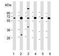 Western blot testing of 1) human liver, 2) human kidney, 3) human NCI-H460, 4) mouse liver, 5) mouse kidney and 6) rat kidney lysate with PEPCK1 antibody. Predicted molecular weight: ~69 kDa.