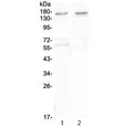 Western blot testing of human 1) U-87 MG and 2) SHG-4 cell lysate with Neurexin antibody at 0.5ug/ml. Predicted molecular weight ~162 kDa.