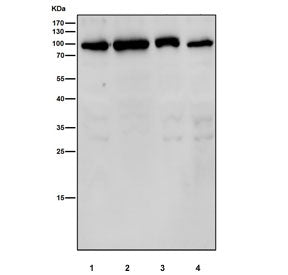 Western blot testing of human 1) Jurkat, 2) HepG2, 3) MCF7 and 4) SH-SY5Y cell lysate with GFAT antibody. Predicted molecular weight ~79 kDa.