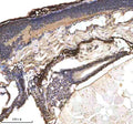 IHC staining of zebrafish p53 protein using Zebrafish p53 antibody, HRP-labeled secondary and DAB substrate. p53 was detected in a paraffin-embedded section of zebrafish embryo tissue. HIER: boil tissue sections in pH8 EDTA for 20 min and allow to cool before testing.