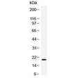 Western blot testing of recombinant human TREML1 protein with TREML1 antibody at 0.5ug/ml.