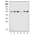 Western blot testing of human 1) HeLa, 2) K562, 3) Jurkat, 4) HL60, 5) Caco-2 and 6) HEK293 cell lysate with CDK8 antibody at 0.5ug/ml. Predicted molecular weight ~53 kDa.