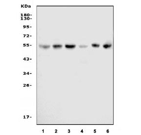 Western blot testing of human 1) HeLa, 2) K562, 3) Jurkat, 4) HL60, 5) Caco-2 and 6) HEK293 cell lysate with CDK8 antibody at 0.5ug/ml. Predicted molecular weight ~53 kDa.