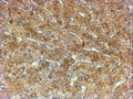 IHC testing of FFPE human liver with ATG4A antibody at 2ug/ml. HIER: steamed with pH6 citrate buffer, HRP-staining.