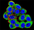 Confocal immunofluorescent analysis of PML antibody with HeLa cells followed by Alexa Fluor 488-conjugated goat anti-rabbit lgG (green). Actin filaments have been labeled with Alexa Fluor 555 Phalloidin (red). DAPI was used as a nuclear counterstain (blue).