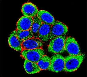 Confocal immunofluorescent analysis of PML antibody with HeLa cells followed by Alexa Fluor 488-conjugated goat anti-rabbit lgG (green). Actin filaments have been labeled with Alexa Fluor 555 Phalloidin (red). DAPI was used as a nuclear counterstain (blue).