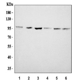 Western blot testing of human 1) U-87 MG, 2) PC-3, 3) 293T, 4) Jurkat, 5) HepG2 and 6) HeLa cell lysate with CD107b antibody. The protein can be extensively glycosylated and visualized from 45~110 kDa.