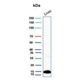 Western blot testing of human liver lysate with Transthyretin antibody. Predicted molecular weight ~16 kDa.