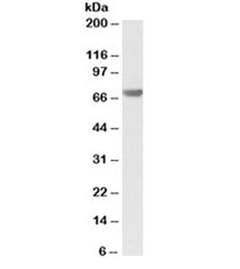 Western blot testing of human pancreas lysate with BAG3 antibody at 0.1ug/ml. Predicted molecular weight ~62 kDa but can be observed at 75~80 kDa.