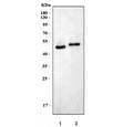 Western blot testing of 1) rat brain and 2) mouse brain tissue lysate with CCN4 antibody. Expected molecular weight: 40-55 kDa depending on degree of glycosylation.