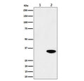 Western blot testing of lysate from 1) untreated and 2) Calyculin A-treated human HeLa cells with Phospho-Nucleophosmin antibody.