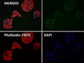Immunofluorescent staining of FFPE human HeLa cells with FDX1 antibody (green), Phalloidin (red) and DAPI nuclear stain (blue). HIER: steam section in pH6 citrate buffer for 20 min.