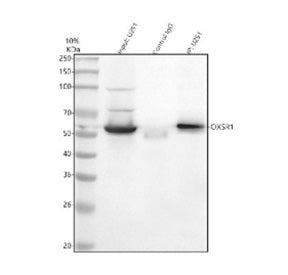 Immunoprecipitating OXSR1 in human U251 whole cell lysate. Western blot analysis of OXSR1 using anti-OXSR1 antibody. Lane 1: U251 whole cell lysates (30ug) Lane 2: Rabbit control IgG instead of anti-OXSR1 antibody in U251 whole cell lysate. Lane 3: anti-OXSR1 antibody (2ug) + U251 whole cell lysate (500ug) After electrophoresis, proteins were transferred to a membrane.