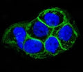 Immunofluorescent testing of A431 cells and Alexa Fluor conjugated EGFR antibody (green, clone ERB59-1) with DAPI nuclear stain (blue).