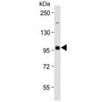 Western blot testing of human Raji cell lysate with MAP4K1 antibody at 1:2000. Predicted molecular weight ~91 kDa.