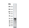Western blot testing of human JEG-3 cell lysate using SPARC antibody (clone OSTN/3932). Expected molecular weight: 35-43 kDa depending on glycosylation level.