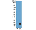 Western blot of recombinant Histone H3.3 (1) and acid extracts of HeLa cells (2) using recombinant H3K9me2 antibody at 0.5 ug/ml showed a band of Histone H3 dimethylated at Lysine 9 (K9me2) in HeLa cells.