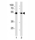 MEF2C antibody western blot analysis in 1) HL-60 and 2) K562 lysate.