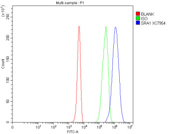Flow cytometry analysis of fixed and permeabilized human 293T cells with SRA1 antibody at 1ug/million cells (blocked with goat sera); Red=cells alone, Green=isotype control, Blue= SRA1 antibody.