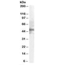 Western blot testing of human brain lysate with HTR1B antibody at 2ug/ml. Predicted molecular weight: ~44 kDa.