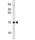 Western blot analysis of lysate from U87-MG cell line using MAP1LC3A antibody at 1:1000.