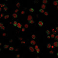 SSEA-1 Antibody U937 IF. Immunofluorescent analysis of human U937 cells stained with SSEA-1 Antibody demonstrates prominent membranous and cell surface-associated green fluorescence consistent with Stage-specific embryonic antigen 1 / Lewis X carbohydrate antigen expression in differentiation-associated hematopoietic cellular populations. This stem cell differentiation marker antibody highlights developmental glycosylation pathways and lineage-associated cell surface antigen organization within leukocyte-de