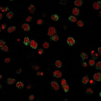 SSEA-1 Antibody U937 IF. Immunofluorescent analysis of human U937 cells stained with SSEA-1 Antibody demonstrates prominent membranous and cell surface-associated green fluorescence consistent with Stage-specific embryonic antigen 1 / Lewis X carbohydrate antigen expression in differentiation-associated hematopoietic cellular populations. This stem cell differentiation marker antibody highlights developmental glycosylation pathways and lineage-associated cell surface antigen organization within leukocyte-de