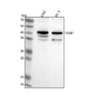 Western blot analysis of TGFB1 using anti-TGFB1 antibody. Lane 1: human K562 whole cell lysates, Lane 2: human PC-3 whole cell lysates. After electrophoresis, proteins were transferred to a nitrocellulose membrane at 150 mA for 50-90 min. Blocked the membrane with 5% non-fat milk/TBS for 1.5 hour at RT.