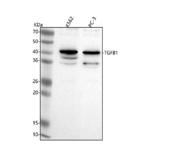 Western blot analysis of TGFB1 using anti-TGFB1 antibody. Lane 1: human K562 whole cell lysates, Lane 2: human PC-3 whole cell lysates. After electrophoresis, proteins were transferred to a nitrocellulose membrane at 150 mA for 50-90 min. Blocked the membrane with 5% non-fat milk/TBS for 1.5 hour at RT.