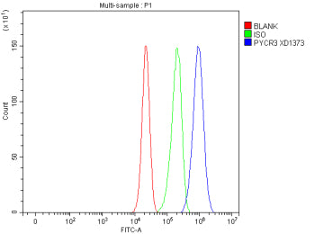 Flow Cytometry analysis of cells using anti-PYCR3 antibody. Overlay histogram showing cells stained with (Blue line). To facilitate intracellular staining, cells were fixed with 4% paraformaldehyde and permeabilized with permeabilization buffer. The cells were blocked with 10% normal goat serum. And then incubated with rabbit anti-PYCR3 antibody (1 ug/million cells) for 30 min at 20oC. DyLight 488 conjugated goat anti-rabbit IgG (5-10 ug/million cells) was used as secondary antibody for 30 min at 20oC.