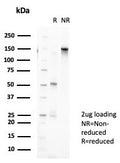 SDS-PAGE analysis of purified, BSA-free SFMBT2 antibody (clone PCRP-SFMBT2-1B7) as confirmation of integrity and purity.