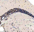 Immunohistochemical analysis of Luc7-like protein 3 using Zebrafish Luc7l3 antibody and paraffin-embedded zebrafish brain tissue. HIER: boil tissue sections in pH8 EDTA for 20 min and allow to cool before testing.