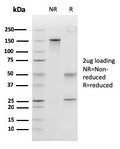 SDS-PAGE analysis of purified, BSA-free Peroxiredoxin 4 antibody (clone CPTC-PRDX4-2) as confirmation of integrity and purity.