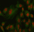 Immunofluorescent staining of SSH3 using anti-SSH3 antibody (red) and anti-Beta Tubulin antibody (green). SSH3 was detected in immunocytochemical section of human HELA cell. Enzyme antigen retrieval was performed using IHC enzyme antigen retrieval reagent for 15 mins. The cells were blocked with 10% goat serum. And then incubated with 5 ug/ml rabbit anti-SSH3 antibody and mouse anti-Beta Tubulin antibody overnight at 4oC.