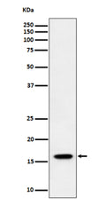 Western blot analysis of TCEB2/ELOB expression in human HeLa cell lysate using ELOB antibody. Western blot shows a band at ~16 kDa, higher than the calculated ~13 kDa, consistent with the known slower SDS-PAGE migration of small ubiquitin-like proteins such as Elongin B.