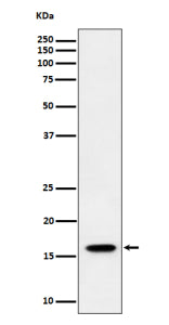 Western blot analysis of TCEB2/ELOB expression in human HeLa cell lysate using ELOB antibody. Western blot shows a band at ~16 kDa, higher than the calculated ~13 kDa, consistent with the known slower SDS-PAGE migration of small ubiquitin-like proteins such as Elongin B.