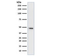 Western blot testing of human HepG2 cell lysate using Cytokeratin 19 antibody cocktail (clone A53-B/A2.26 + BA17). Predicted molecular weight ~43 kDa.