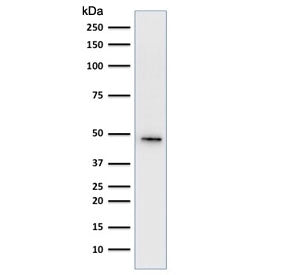 Western blot testing of human HepG2 cell lysate using Cytokeratin 19 antibody cocktail (clone A53-B/A2.26 + BA17). Predicted molecular weight ~43 kDa.