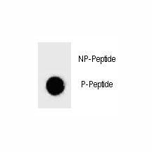 Dot blot analysis of phospho-BAD antibody. 50ng of phos-peptide or nonphos-peptide per dot were spotted.