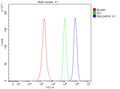 Flow Cytometry analysis of SH-SY5Y cells using anti-RALGAPA1 antibody. Overlay histogram showing SH-SY5Y cells stained with (Blue line). To facilitate intracellular staining, cells were fixed with 4% paraformaldehyde and permeabilized with permeabilization buffer. The cells were blocked with 10% normal goat serum. And then incubated with rabbit anti-RALGAPA1 antibody (1 ug/million cells) for 30 min at 20oC.