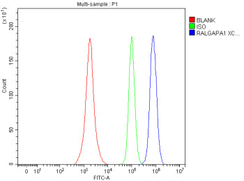 Flow Cytometry analysis of SH-SY5Y cells using anti-RALGAPA1 antibody. Overlay histogram showing SH-SY5Y cells stained with (Blue line). To facilitate intracellular staining, cells were fixed with 4% paraformaldehyde and permeabilized with permeabilization buffer. The cells were blocked with 10% normal goat serum. And then incubated with rabbit anti-RALGAPA1 antibody (1 ug/million cells) for 30 min at 20oC.