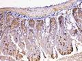 IHC testing of FFPE mouse intestine tissue with Ada antibody at 1ug/ml. Required HIER: steam section in pH6 citrate buffer for 20 min and allow to cool prior to testing.
