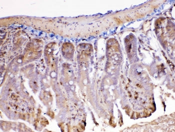 IHC testing of FFPE mouse intestine tissue with Ada antibody at 1ug/ml. Required HIER: steam section in pH6 citrate buffer for 20 min and allow to cool prior to testing.