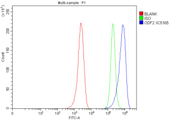 Flow Cytometry analysis of MCF-7 cells using anti-ODF2 antibody. Overlay histogram showing MCF-7 cells stained with (Blue line). To facilitate intracellular staining, cells were fixed with 4% paraformaldehyde and permeabilized with permeabilization buffer. The cells were blocked with 10% normal goat serum. And then incubated with rabbit anti-ODF2 antibody (1 ug/million cells) for 30 min at 20oC.