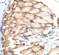 IHC staining of FFPE zebrafish muscle tissue with Zebrafish Bmp2b antibody, HRP-labeled secondary and DAB substrate. HIER: boil tissue sections in pH8 EDTA for 20 min and allow to cool before testing.