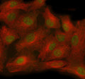 Immunofluorescent staining of TTC36 using anti-TTC36 antibody (green) and anti-Beta Tubulin antibody (red). TTC36 was detected in immunocytochemical section of cell. Enzyme antigen retrieval was performed using IHC enzyme antigen retrieval reagent for 15 mins. The cells were blocked with 10% goat serum. And then incubated with 5 ug/ml rabbit anti-TTC36 antibody and mouse anti-Beta Tubulin antibody overnight at 4oC.